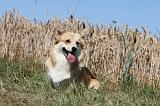 CORGI PEMBROKE 035